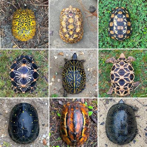 Tortoise Shells ........Isn't Nature Amazing! in 2021 | Turtle shell ...