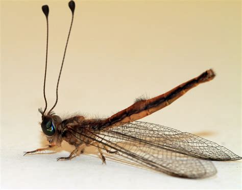 Dragonfly with Antenna | No these are owlflies | First time … | Flickr