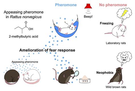 Pheromone found to put scared rats at ease could lead to humane pest control