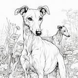 Greyhound Dog Colouring In Sheet 1  Etsy sketch template