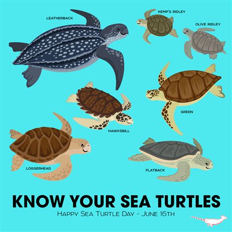 Loggerhead Sea Turtles are most common to Anna Maria Island. Turtle Day, Turtle Time, Turtle ...