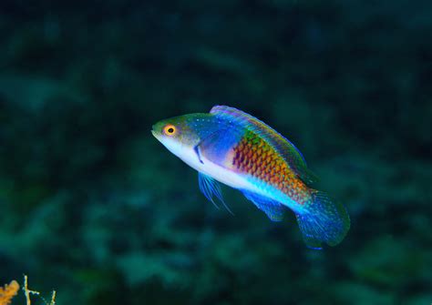 Lunate Fairy Wrasse - Fish and Coral Store