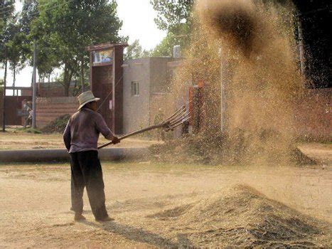 Winnowing Wheat