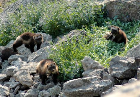 Feeding Habits - North American Wolverine