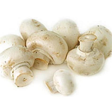 White Button Mushroom (Agaricus bisporus) Mycelium Spores Spawn Dried ...