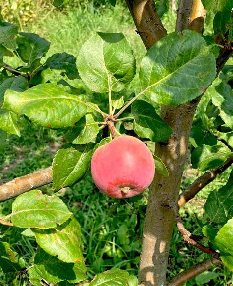 Red apples on a tree. High quality photo 9666217 Stock Photo at Vecteezy