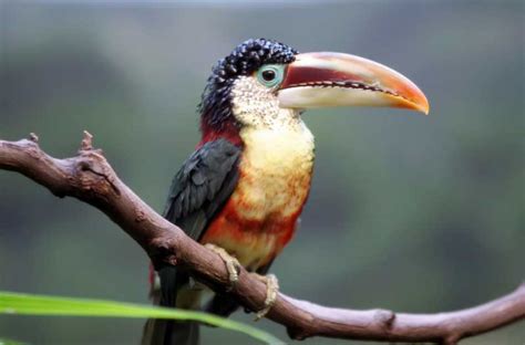 Toucan Facts And Information For Kids With Pictures & Video