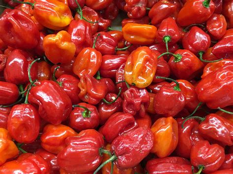 Red Habanero chilli seeds | Best chilli seeds online