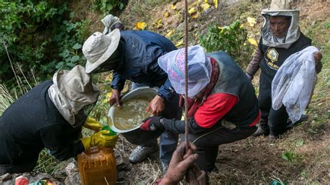 Nepal's cliff honey hunters risk their lives for much-sought after harvest