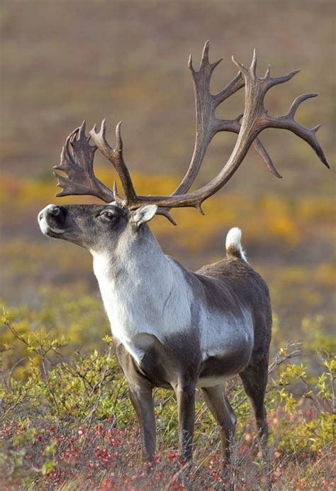 Caribou bull (Rangifer tarandus) standing tall and proud. | Animals ...