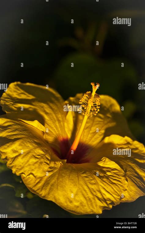 Yellow Hibiscus flower - Hawaii Stock Photo - Alamy