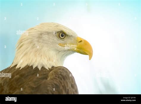 White-Head Eagle, Bald Eagle Stock Photo - Alamy