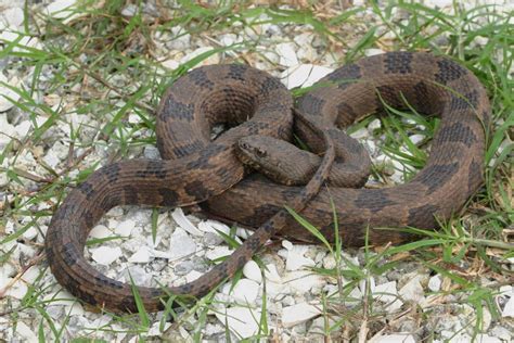 Brown Watersnake – Florida Snake ID Guide