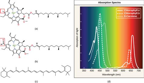 Reading: Spectrums of Light | Biology I