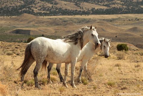 Spring Creek Basin Mustangs | Tracking the Wild Horses of Spring Creek Basin