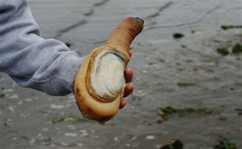 Is This 3-Foot-Long Phallic Clam Killing Puget Sound? - Modern Farmer