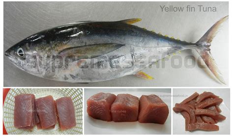 Yellow Fin Tuna ( Soorai / Kerai ) fish available at Supreme Seafood for home delivery in ...