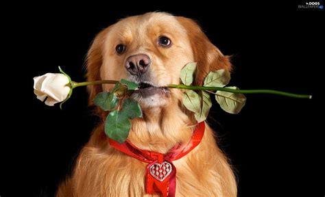 Valentines Day Dog Wallpaper (59+ images)