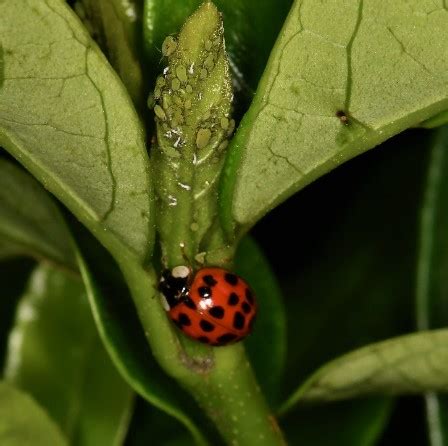 Aphids | Life Cycle & Reproduction - Lesson | Study.com