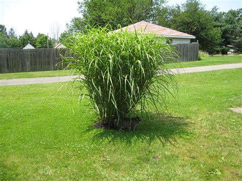 12 of the Best Drought-Resistant Grasses for a Greener Lawn