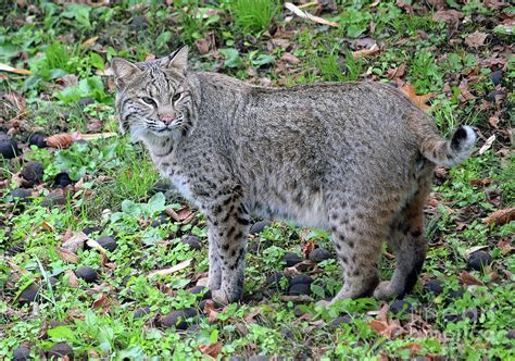 Big Bobcat Photograph by Robert Tubesing - Pixels