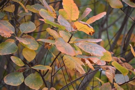 American smoke tree leaves in 2015 - Humane Gardener