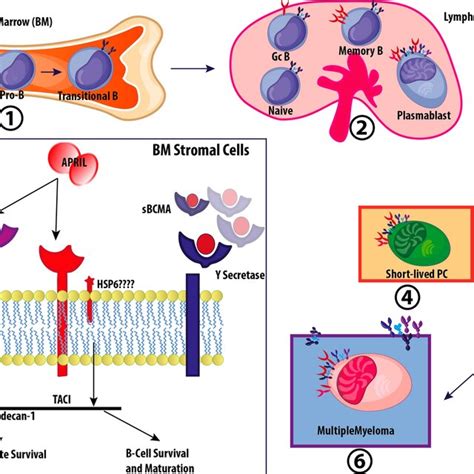 Expression of B cell maturation antigen on plasma cells. The stages of... | Download Scientific ...