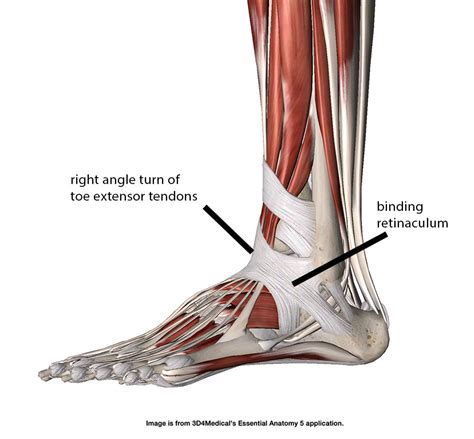 The Mechanical Function of Retinacula - Academy of Clinical Massage