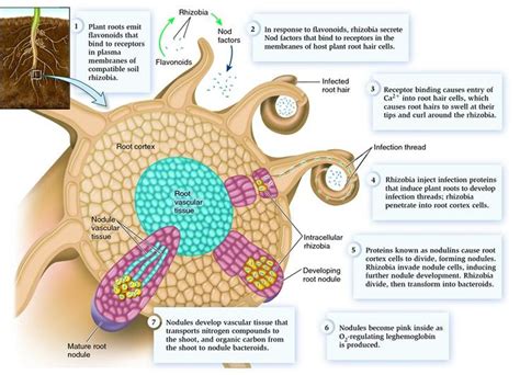 183 best images about Root, stem & leaf on Pinterest | Optical microscope, Texts and Vascular plant