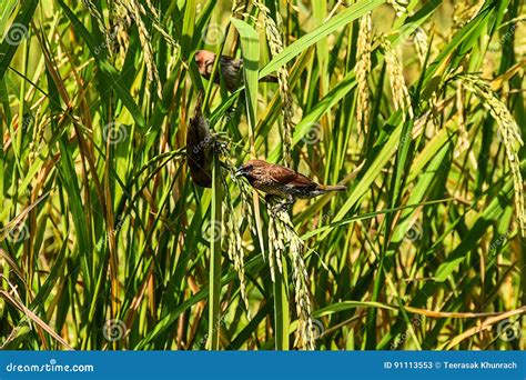 Birds Sparrow are Eating Rice in the Field Stock Image - Image of fast, thailand: 91113553