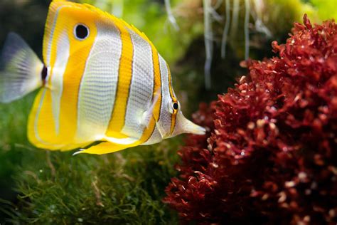 Yellow and White Fish · Free Stock Photo