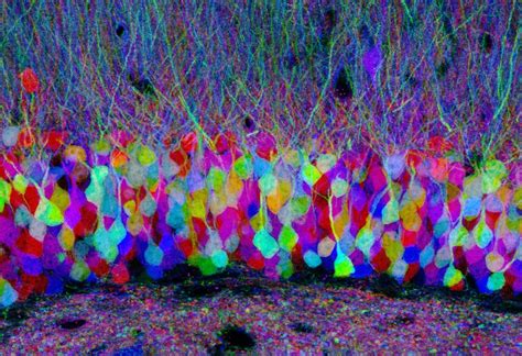 Confocal image of pastel neurons in the hippocampus of a "Brainbow" mouse brain, with each ...