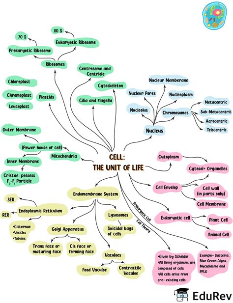 Mind Map: Cell: The Unit of Life Notes | EduRev