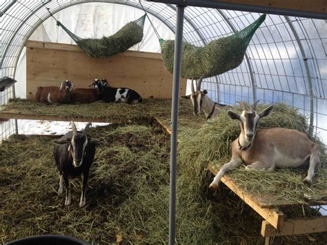 My dairy goats say 'sup from their portable winter barn... Goat House ...