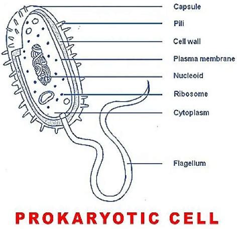 Prokaryotic Cell: Diagram, Definition and Examples