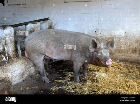 Wild animals in britain hi-res stock photography and images - Alamy