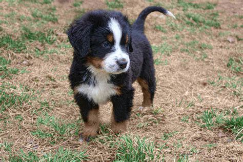 Mini Bernese Mountain Dog Breed : 23 Cool Facts - 2023