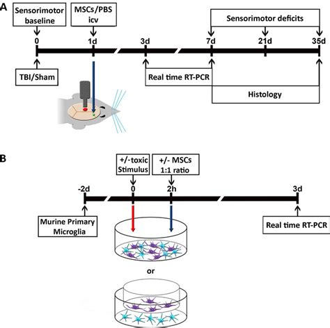 Experimental design of in vivo and in vitro experiments. (A) In vivo... | Download Scientific ...