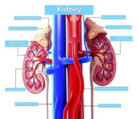 What Are the Parts of the Human Kidney? | Healthfully