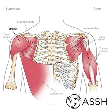 Back Of Arm Muscles Diagram / Shoulder Anatomy Eorthopod Com - The muscles of the upper arm are ...