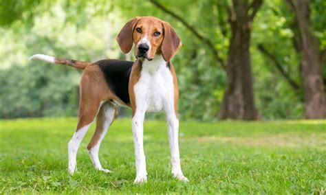 American Foxhound Dog Breed – Everything You Need To Know!