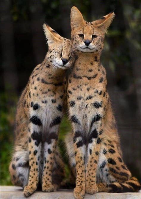 Affectionate Serval Couple : aww