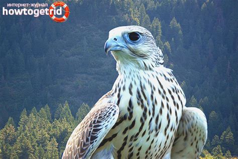 Gyrfalcon - description, habitat, interesting facts