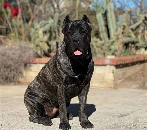 Cane Corso Colors: The Standard & Rarest Coat Colors - K9 Web