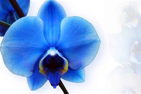 Blue Orchid Flower Meaning & Symbolism (Uniqueness & Hope)