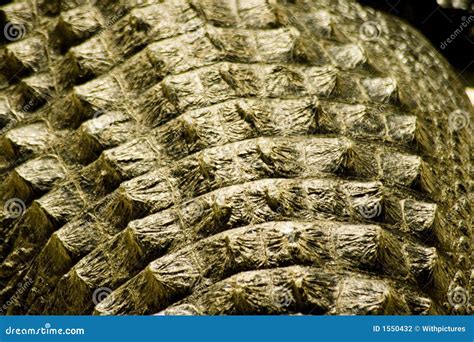 Alligator skin stock photo. Image of humid, rough, texture - 1550432