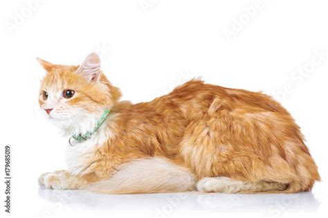 "side view of an orange cat laying down" Stock photo and royalty-free images on Fotolia.com ...