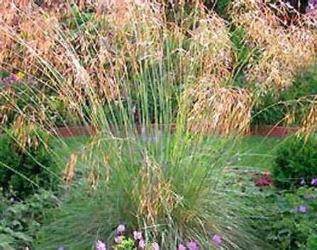 Stipa gigantea - Xera Plants