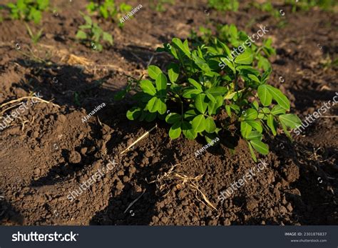 2,119 Groundnut Plant Soil Images, Stock Photos & Vectors | Shutterstock