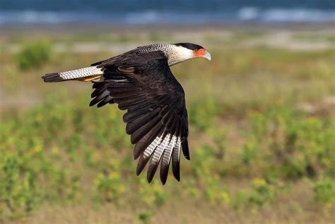 Northern Crested Caracara In Flight Photograph by Ivan Kuzmin - Fine Art America